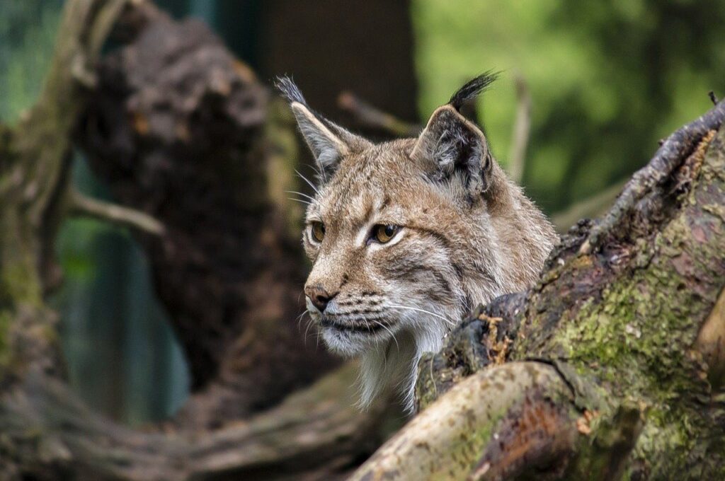 A lynx peeks out from behind a tree