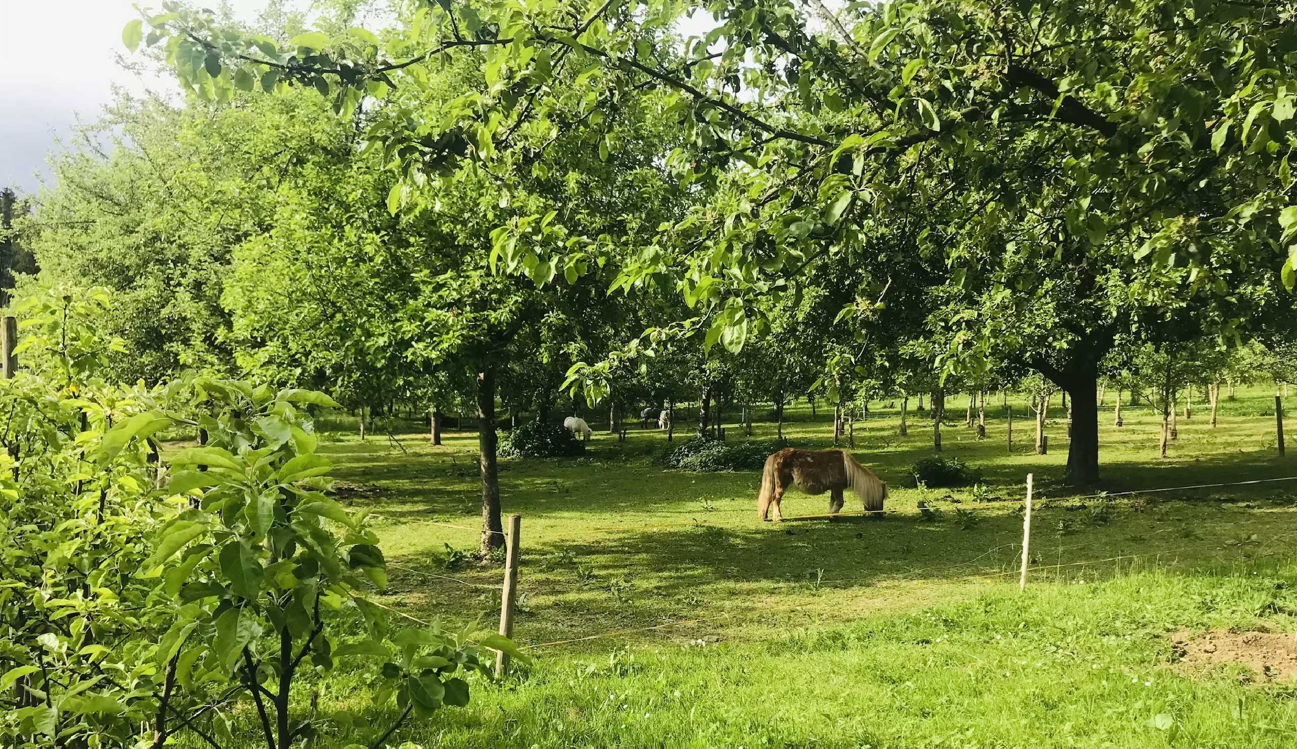 There are campsites and grazing areas for the six Shetland ponies in the orchard meadows. Copyright: Obsthof Moll